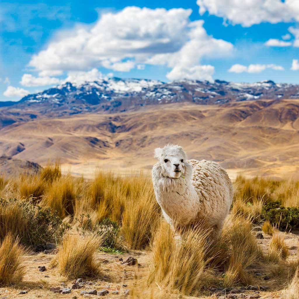 Puno area, Lake Titicaca