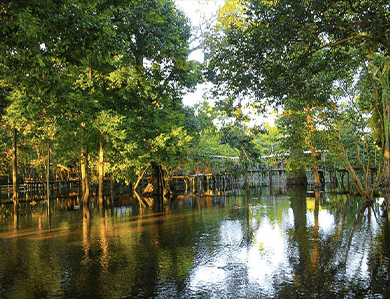 Selva de humedales
