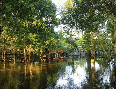 Wetlands Jungle